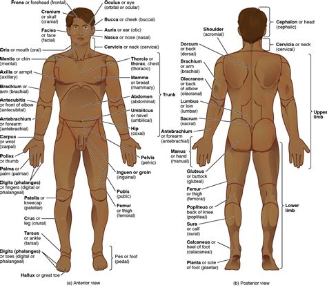 Anatomical Terminology Wiki Golden