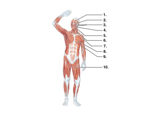 Labeling Exercise 3 Quiz