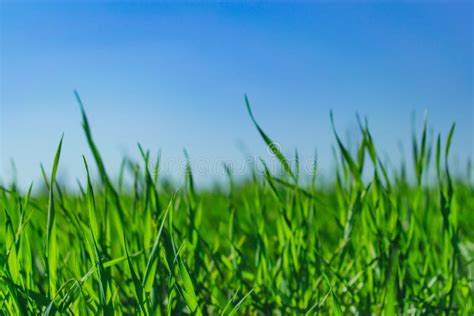 Gras Himmel Wiese Wolke Bild Bild