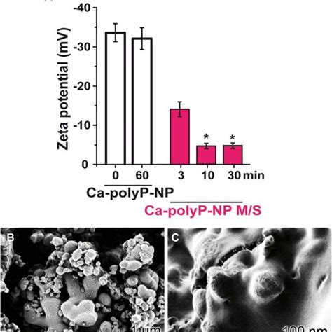 Changes In The Zeta Potential And In The Morphology Of Ca PolyP