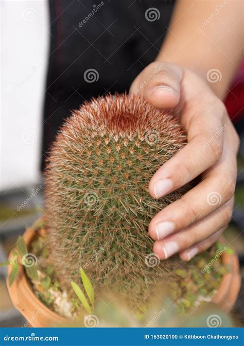 178 Hand Touch Cactus Photos Free And Royalty Free Stock Photos From