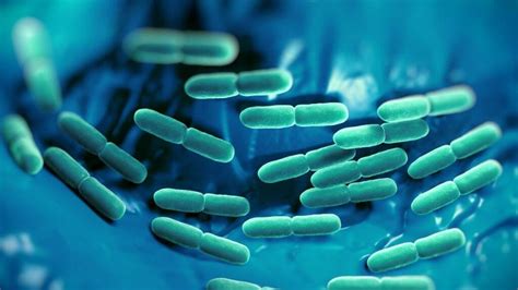 Lactobacillus Rhamnosus Qué Es Características Morfología Aplicaciones