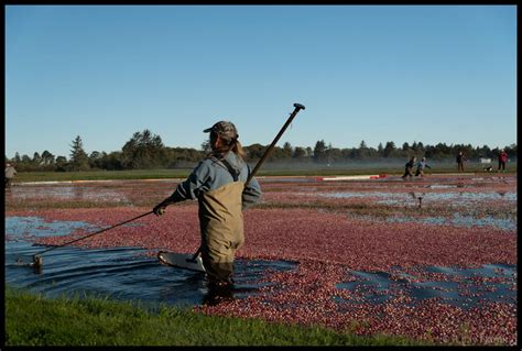 Inside The Washington Cranberry Bog Top Left Adventures