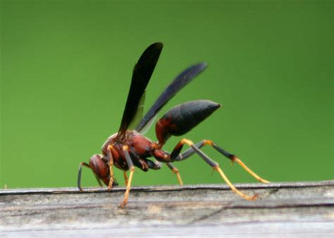 Florida Wasps And Hornets Identification