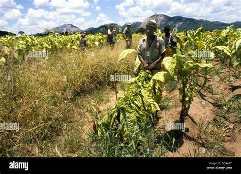 Zimbabwe White Farmers Tobacco Farm Hi Res Stock Photography And Images