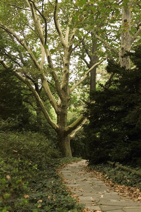 Bloodgood London Planetree — Marks Nursery