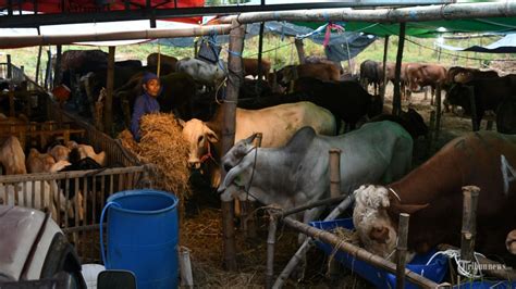 Kurban Sapi Patungan Orang Atau Kambing Sendirian Mana Yang Lebih