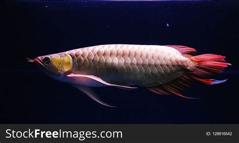 Rare Red Arowana Scleropages Formosus From Kalimantan Free Stock