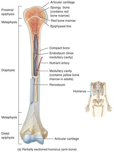 Med Term Ch 3 Skeletal System Flashcards Quizlet