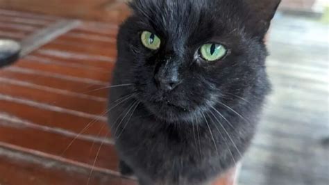 Un chat disparu depuis 2 ans retrouvé chez des voisins