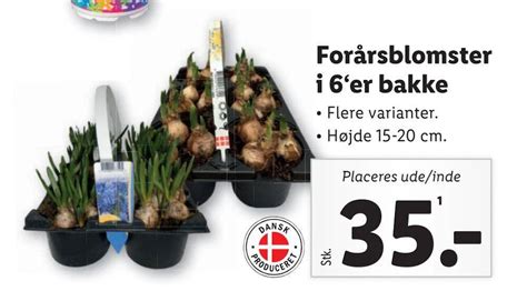 Forårsblomster i 6er bakke tilbud hos Lidl