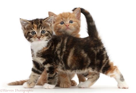 Ginger And Tabby Tortoiseshell Kittens Photo Wp