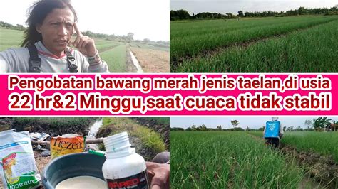 Pengobatan Bawang Merah Jenis Taelan Di Usia Hari Dan Usia Minggu