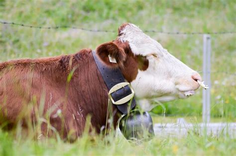 Premium Photo Close Up Of Cow On Field