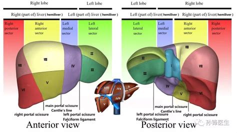 医学干货︱15分钟让你记住肝脏的分段（锋哥推荐）门静脉