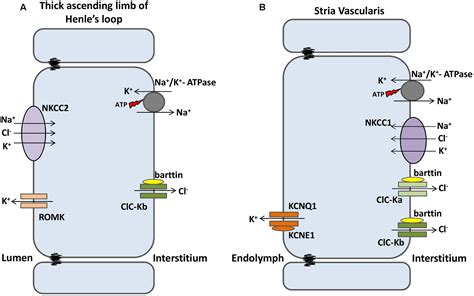 Frontiers Clc Channels And Transporters Structure Physiological