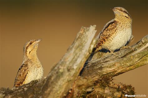 Ptaki wiosenne - Poland WildLife - Kutno