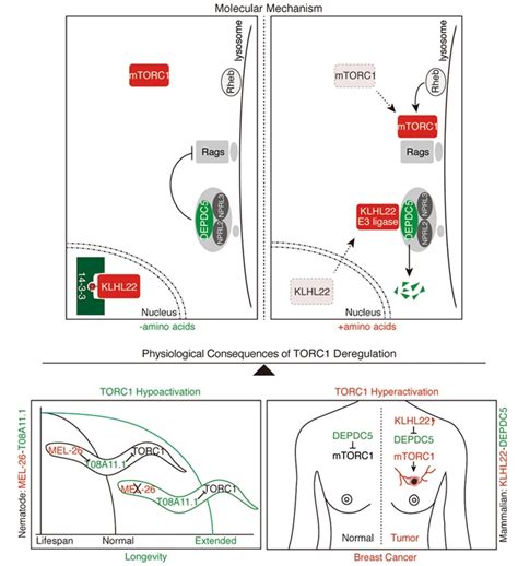 Nature丨北大刘颖组在mtorc1与肿瘤发生及衰老调节方向取得重要进展——刘伟教授点评 X Mol资讯