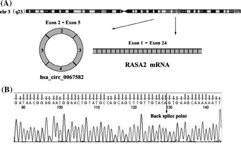 Characterization And Amplification Of Hsa Circ A