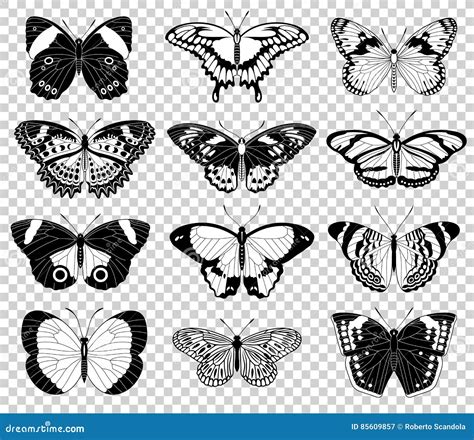 Ejemplos De La Mariposa Del Vector Ilustraci N Del Vector Ilustraci N