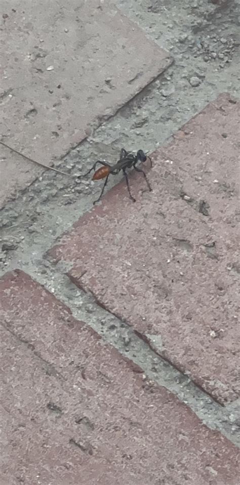 What are these two insects? Southern Nevada : r/whatisthisbug