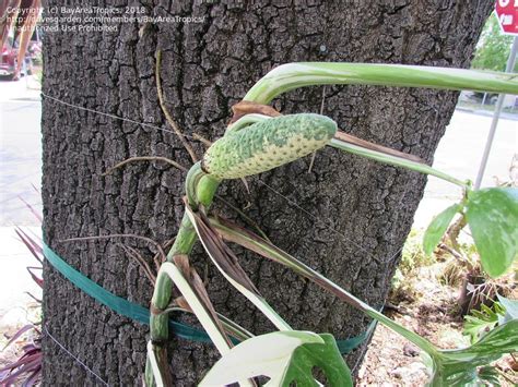 Plantfiles Pictures Monstera Variegated Split Leaf Philodendron