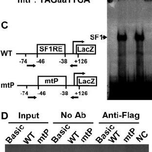 Mutation of the Proximal SF-1 Binding Site De- stroyed Its Ability to ... 