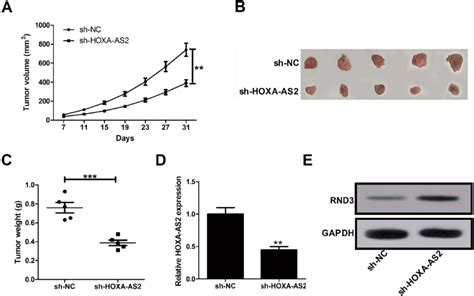 Depletion Of Hoxa As Slows Down Glioma Growth In Vivo The Male Nude