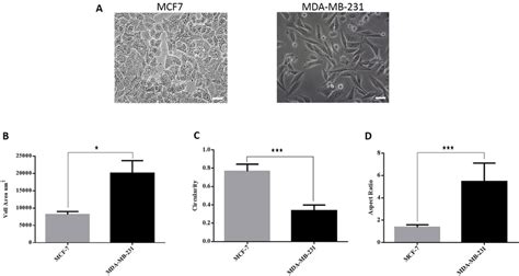 Cellular Shapes Of Mda Mb And Mcf Cells A Mcf Cells Showed