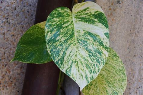 Folhas Verdes E Amarelas De Potas Douradas De Plantas Tropicais Foto De