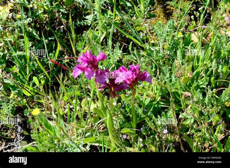 Butterfly Orchid Orchis Papilionacea Sierra Tejeda National Park