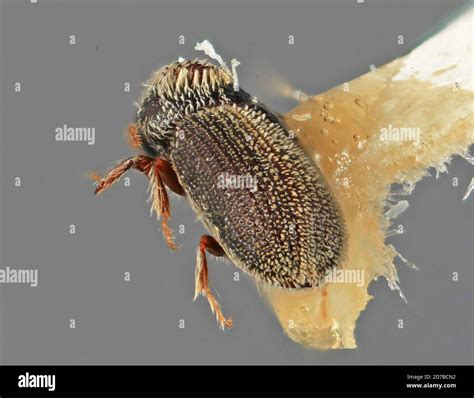 Aphanocleptus Coniferae Wood Hi Res Stock Photography And Images Alamy