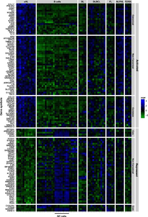 Canonical And Non Canonical Nf B Target Genes Differentiate Primary Hl