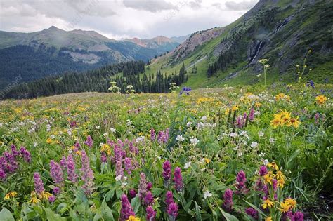 Wildflower meadow - Stock Image - C006/6004 - Science Photo Library