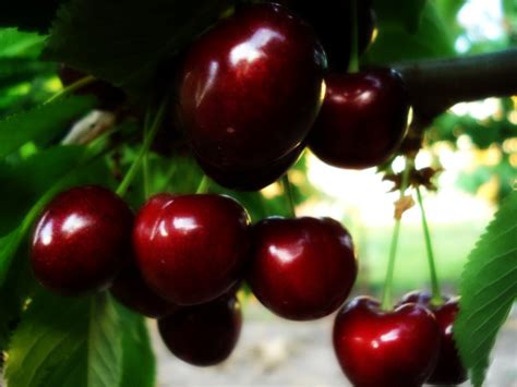 Prunus Avium Kordia Плодові дерева Сад твоєї мрії