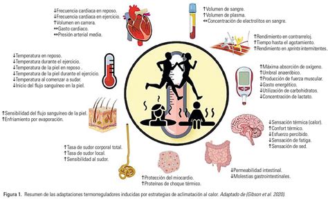 Estrategias De Aclimataci N Para Competir En Ambientes Calurosos Y