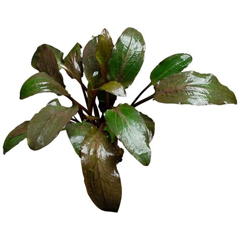 Stoffels Növény Cryptocoryne Nurii Green Aqua