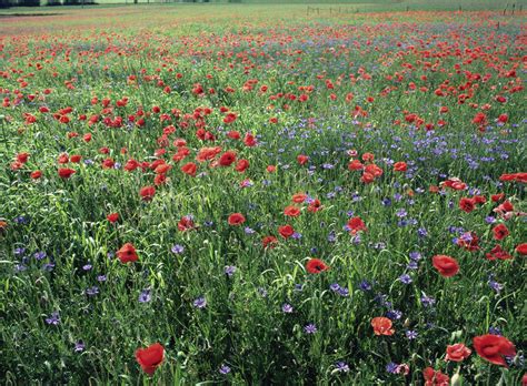 Meadow - Stock Image - B530/0158 - Science Photo Library