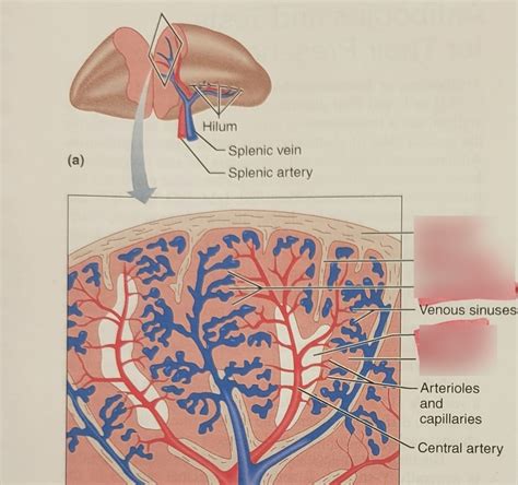 Lab The Structure Of The Spleen Diagram Quizlet