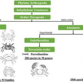 Classification of observed marine brachyuran crabs of Diu Island. | Download Scientific Diagram