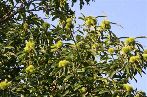 Follaje De Verano Del Castaño Dulce De Hoja Variada Castanea Sativa