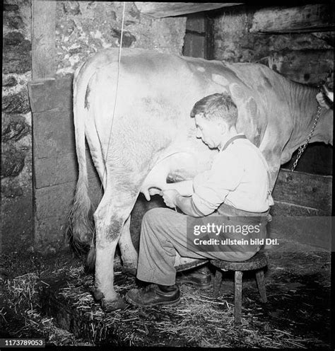 Man Milking Cow 1946 News Photo Getty Images