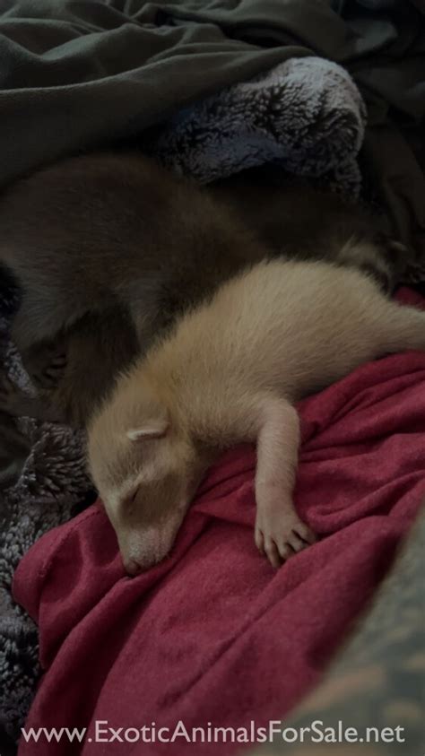 Raccoon babies for Sale