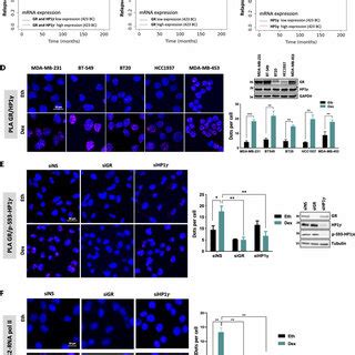 HP1γ acts as a coactivator of GR in triple negative breast cancer A