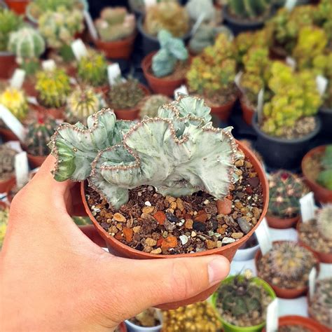 Euphorbia Lactea White Ghost Cristata