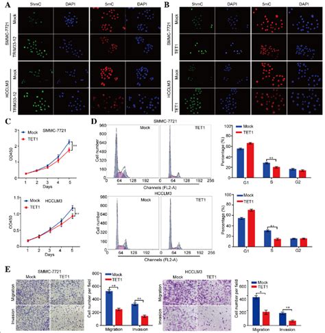 High Tet1 Expression Inhibited The Progression Of Hcc Cells In Vitro A