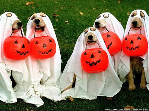 How to Have a Happy (and Safe!) Halloween for Your Pet | Unity Animal Hospital