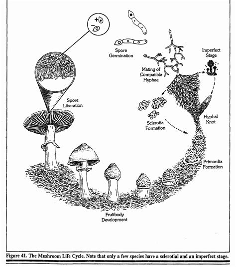 General The Life Cycle Of A Mushroom From Paul Stamets Book ‘growing