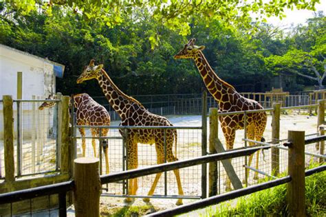 沖縄こどもの国 ズージアムの営業案内や地図アクセス情報｜動物園・水族館特集