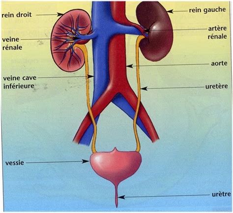 physiologie rénale Sciences Et vie